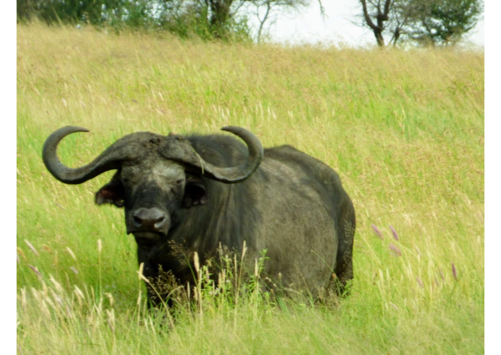 6 Days Standard Lodge Safari